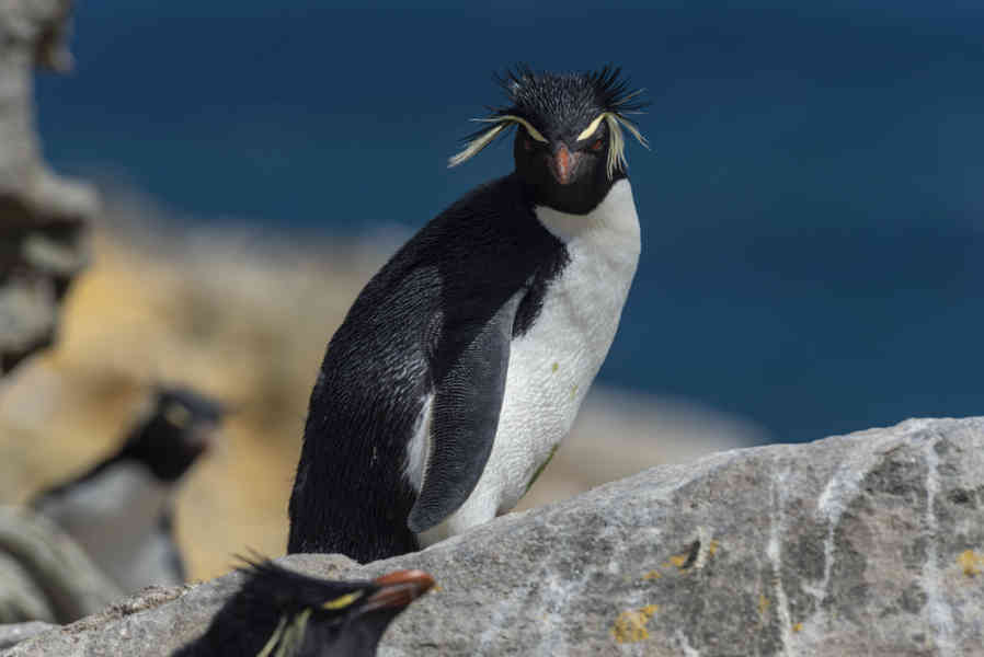 Pingüino Rockhopper - islas Falkland o Malvinas 11.jpg